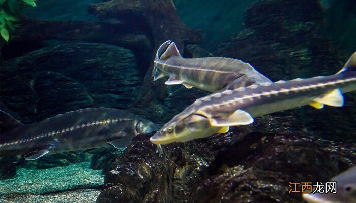 十斤的鲟鱼养几年可以吃 十斤的鲟鱼养几年