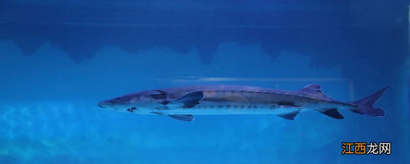 十斤的鲟鱼养几年可以吃 十斤的鲟鱼养几年