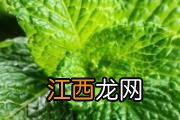 花胶会胖吗 减肥可以吃花胶吗