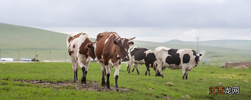 一头成年黄牛大概能卖多少钱 一头牛大概有多重