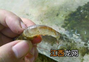 弧菌对虾有什么影响