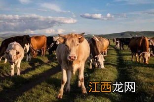 牛吃什么饲料长得快