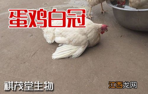 肉鸡白冠病用什么药