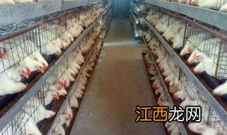 肉鸡如何控料