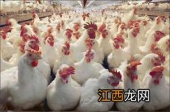 肉鸡下蛋吗