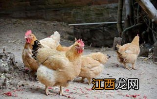 肉鸡新城疫症状及冶疗