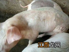 肉鸡霉菌中毒怎么治疗