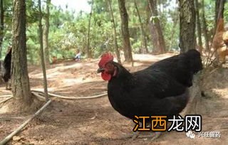 肉鸡霉菌毒素中毒特点