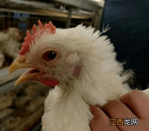 肉鸡螨虫治疗方法