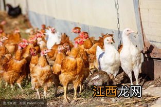 肉鸡螨虫治疗方法