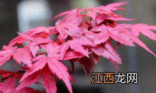 红枫花换盆注意事项和方法，红枫花换盆注意事项和方法图解