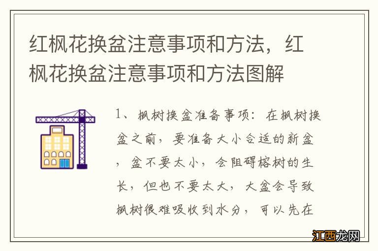 红枫花换盆注意事项和方法，红枫花换盆注意事项和方法图解