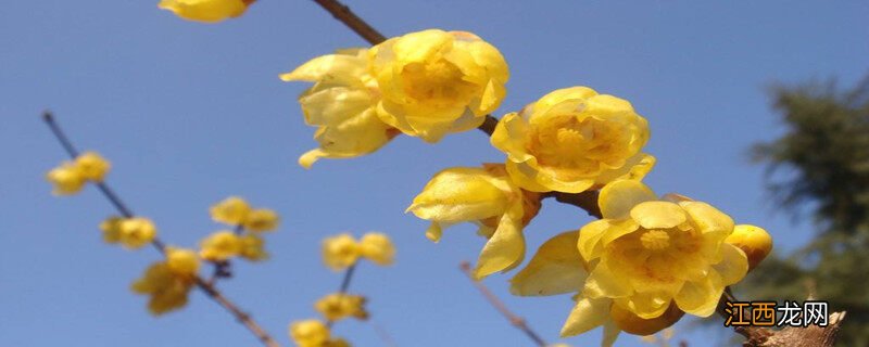 黄色的梅花是什么梅花 黄色的梅花是什么梅
