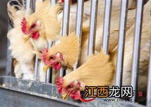 肉鸡屠宰执行标准