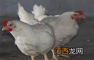 肉鸡网养和平养的区别