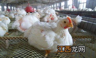 肉鸡缺氧死亡的症状