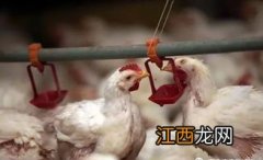 肉鸡缺氧死亡的症状