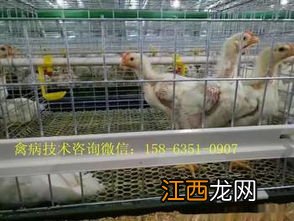 肉鸡缺氧死亡的症状