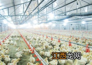 肉鸡每平方养多少只
