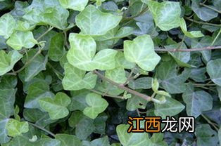 华夏常春藤全能版能退吗？