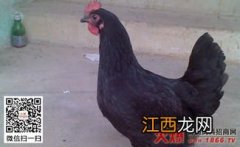 绿壳蛋鸡吃什么饲料