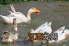 蛋鸭多少天可以下水