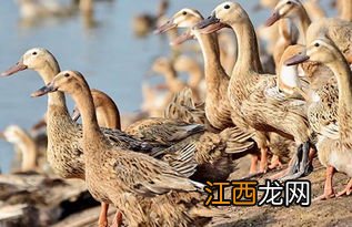 蛋鸭多少天可以下水