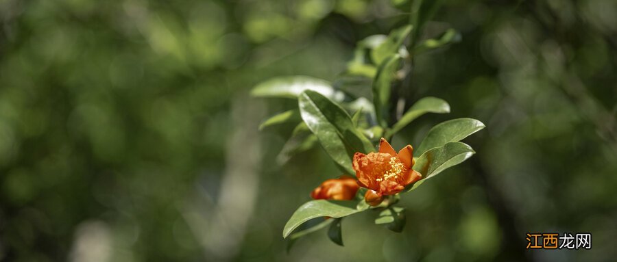 盆栽石榴花的養殖方法和注意事项 石榴花的養殖方法和注意事项