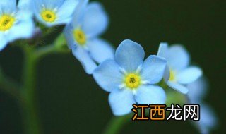 德阳勿忘我花海在哪里 德阳勿忘我花海的简介