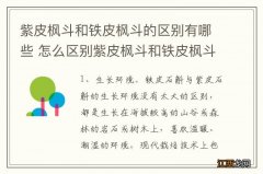 紫皮枫斗和铁皮枫斗的区别有哪些 怎么区别紫皮枫斗和铁皮枫斗