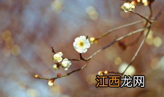 立春节气是什么意思 立春节气的解释