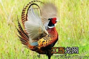 山鸡喂什么