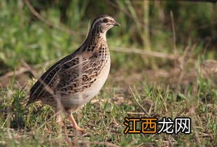 鹌鹑多少天出壳