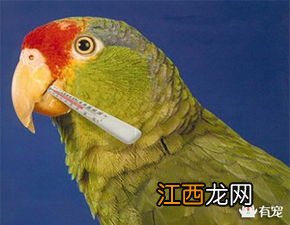 鹦鹉感冒症状