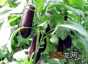 茄子从开花到结果需要多长时间