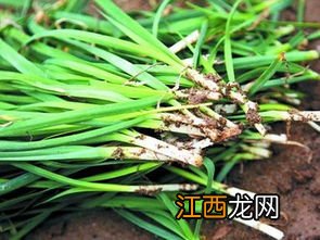 韭菜特征