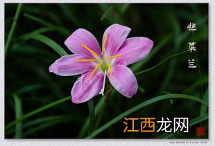 韭菜兰怎么过冬