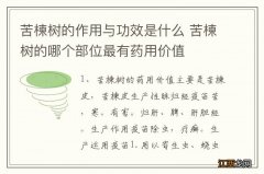 苦楝树的作用与功效是什么 苦楝树的哪个部位最有药用价值