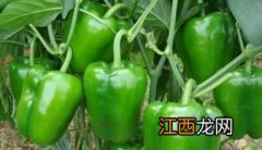 甜椒亩产量一般多少斤
