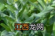 蒿子粑粑的功效与作用 怎样做蒿子粑粑好吃