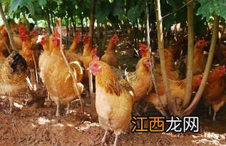 养鸡饲养管理技术