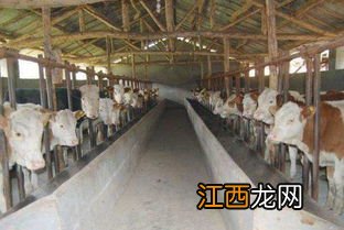 养牛喂什么饲料长得快