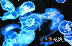 水母怎么繁殖