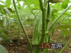 黄秋葵播种后多久能采收