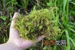 稻田青苔用什么快速去除，稻田青苔是如何形成的