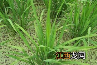 稻田青苔用什么快速去除，稻田青苔是如何形成的