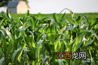 奥玉610玉米种品种介绍