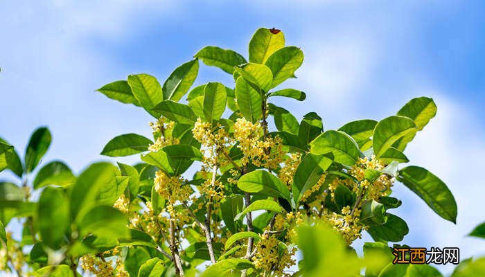 四季桂花用什么肥料最好最旺 四季桂花用什么肥料