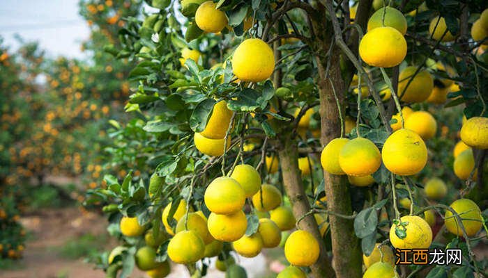 柚子树的剪枝时间和修剪方法视频 柚子树的剪枝时间和修剪方法