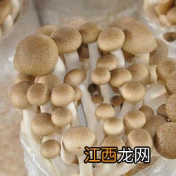 蘑菇怎么种,蘑菇菌包里面有些什么